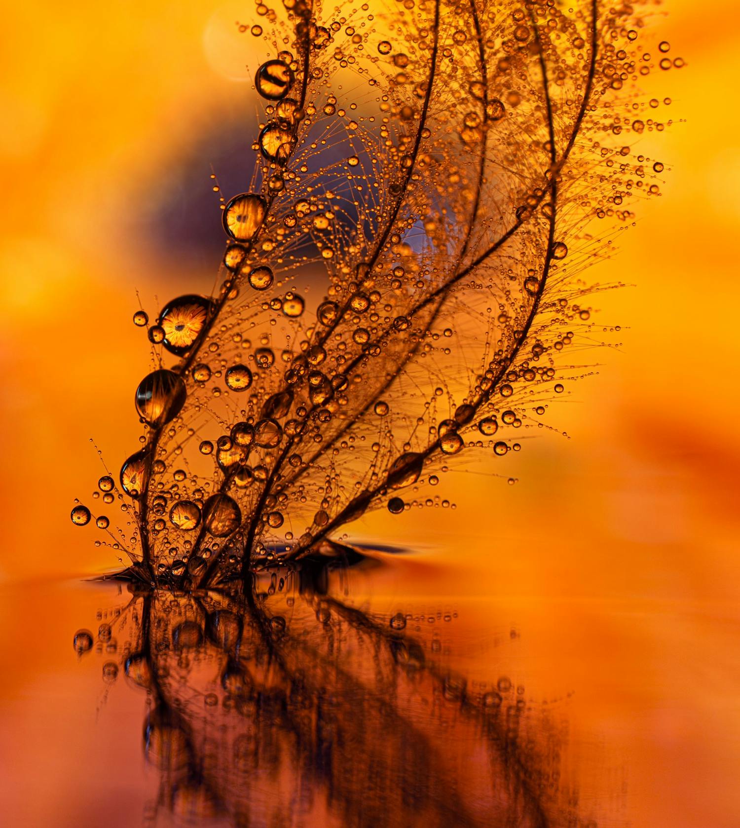 Behårede plantestilke med masser af små dråber